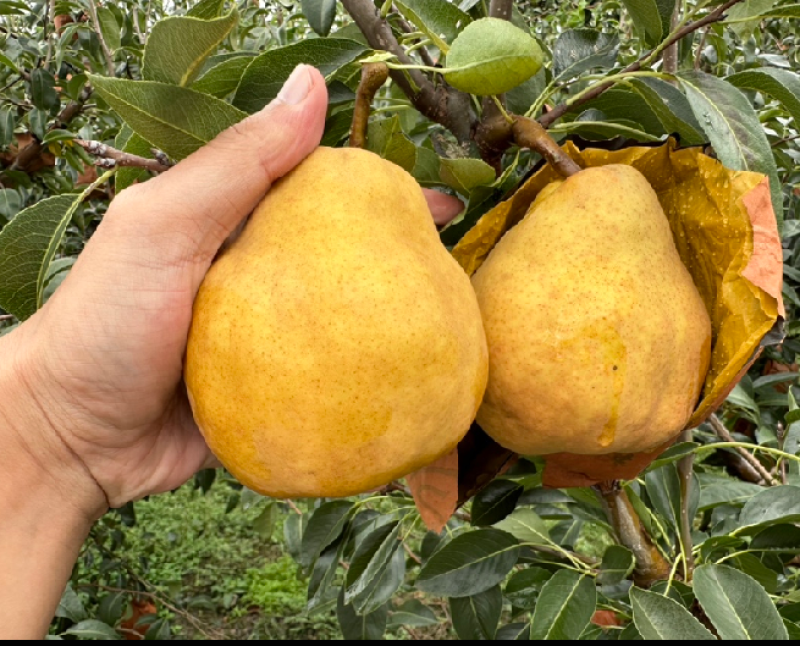 山东丑梨一