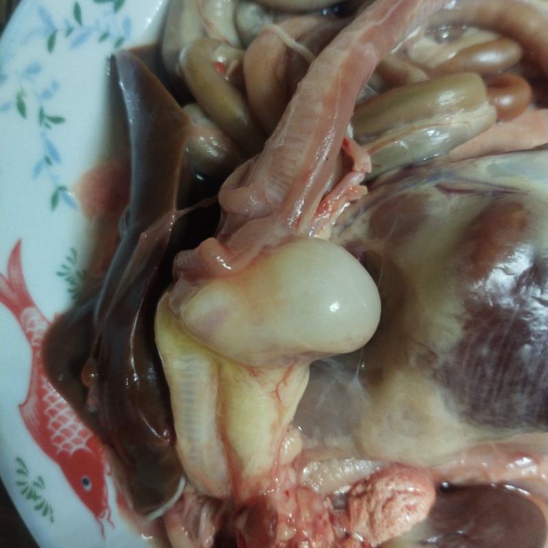 有一个鸭宝出售