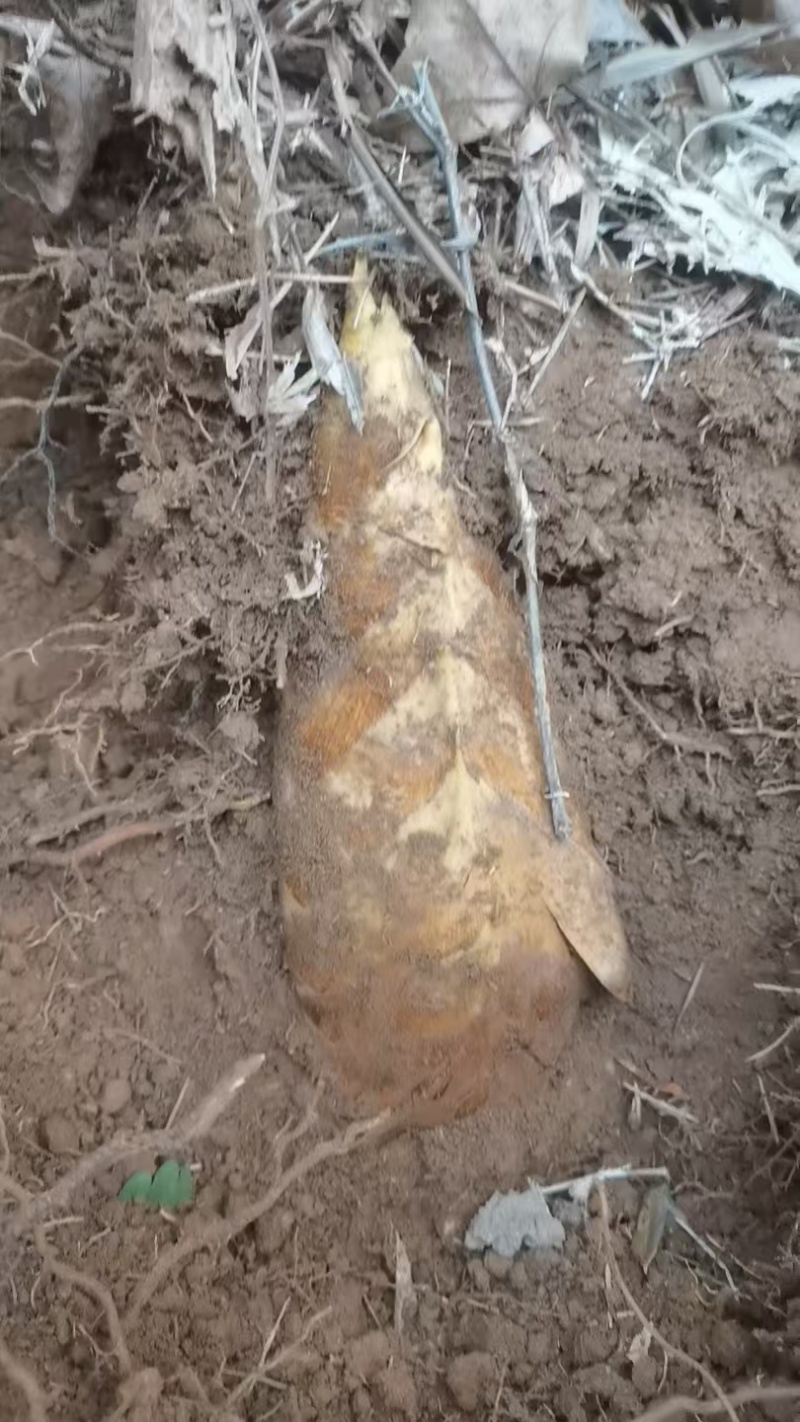 春天到了像春笋的来了