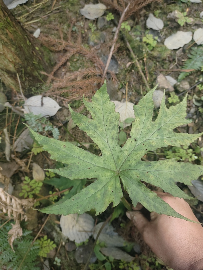 水八角莲地道四川野生水八角莲，一口血，鲜货
