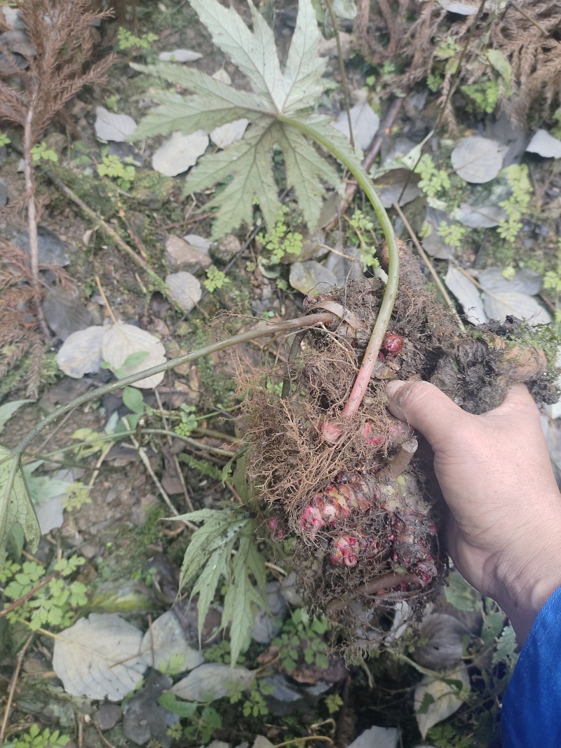 水八角莲地道四川野生水八角莲，一口血，鲜货