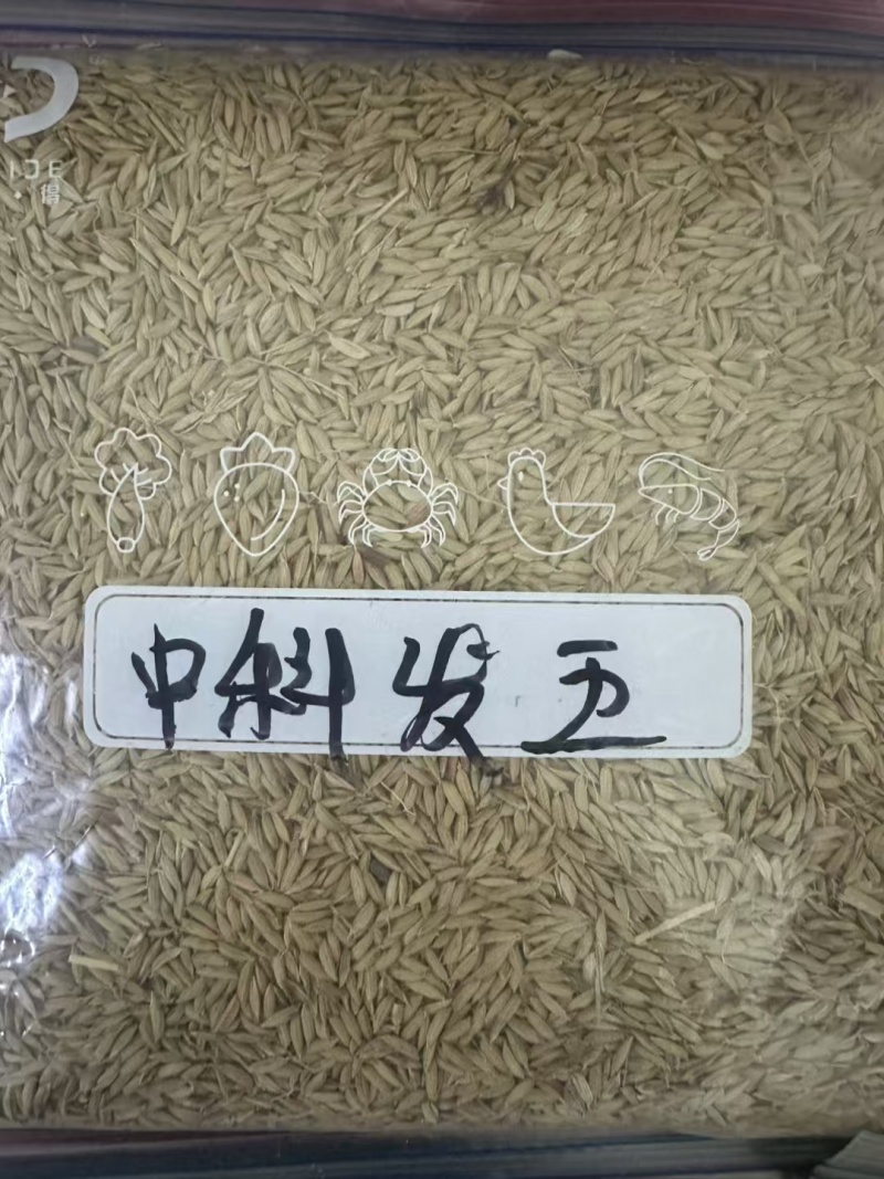 中科发五，稻花香口感，糯甜带韧性，25年*爆