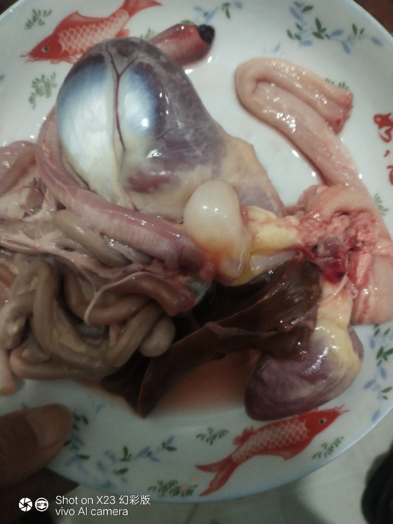 有一个鸭宝出售