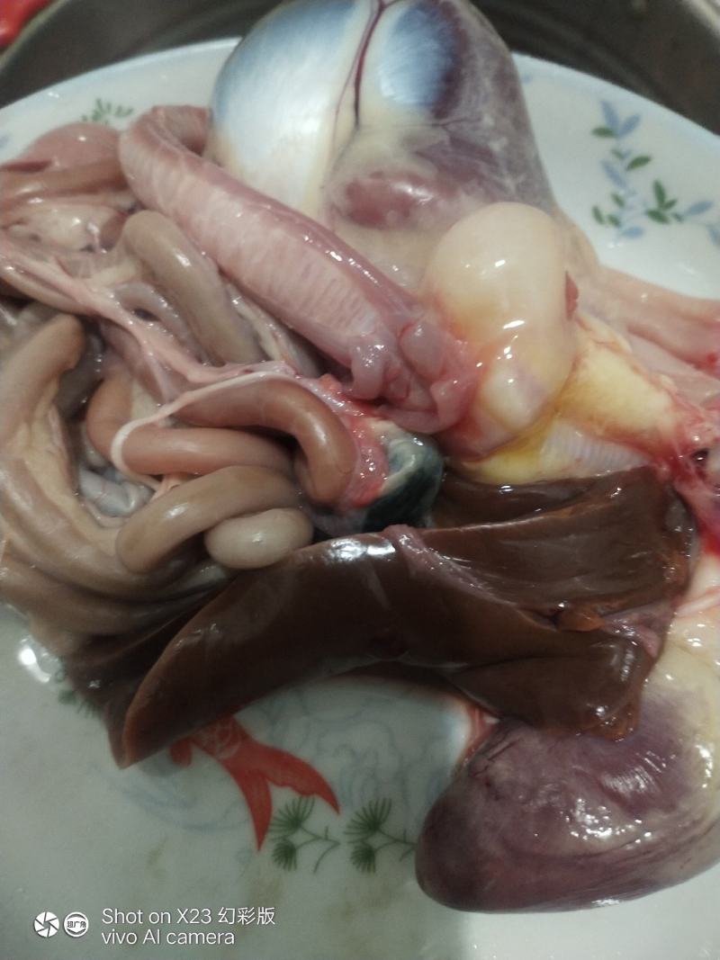 有一个鸭宝出售
