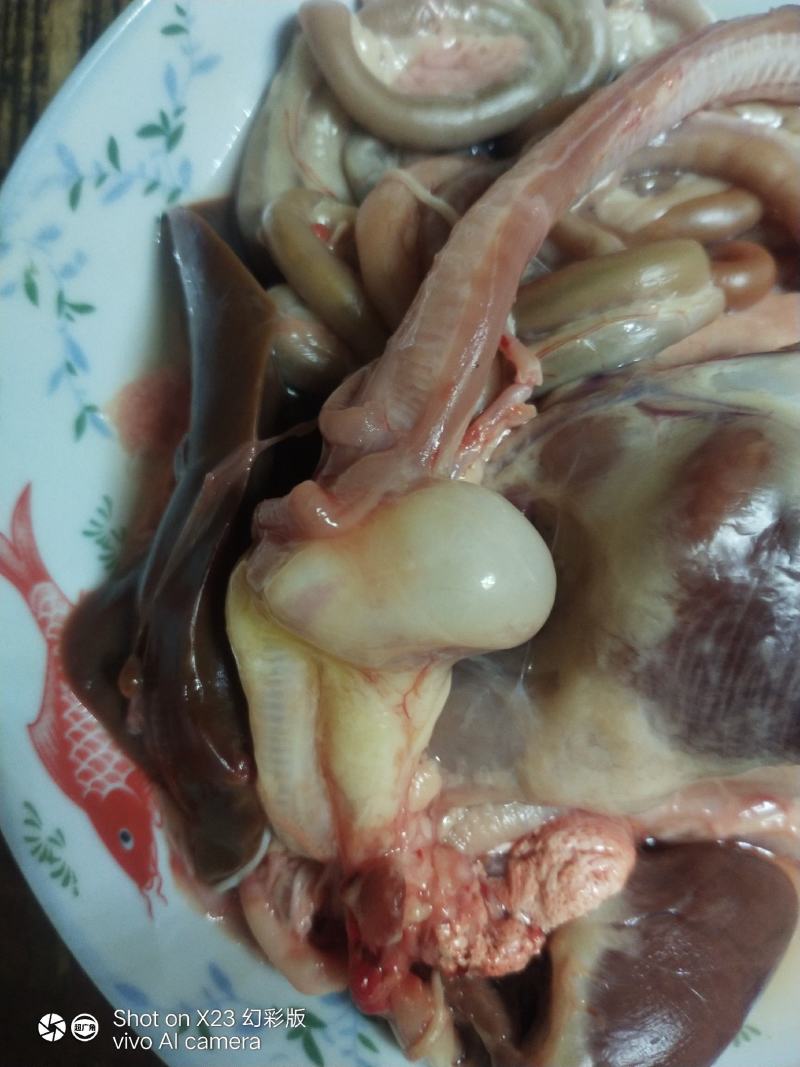 有一个鸭宝出售