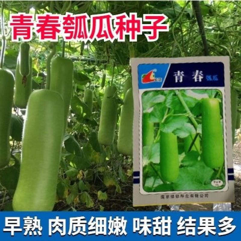 绿领青春短瓠瓜种子短蒲瓜种籽甜瓠子瓜菜葫芦短棒农家四季菜