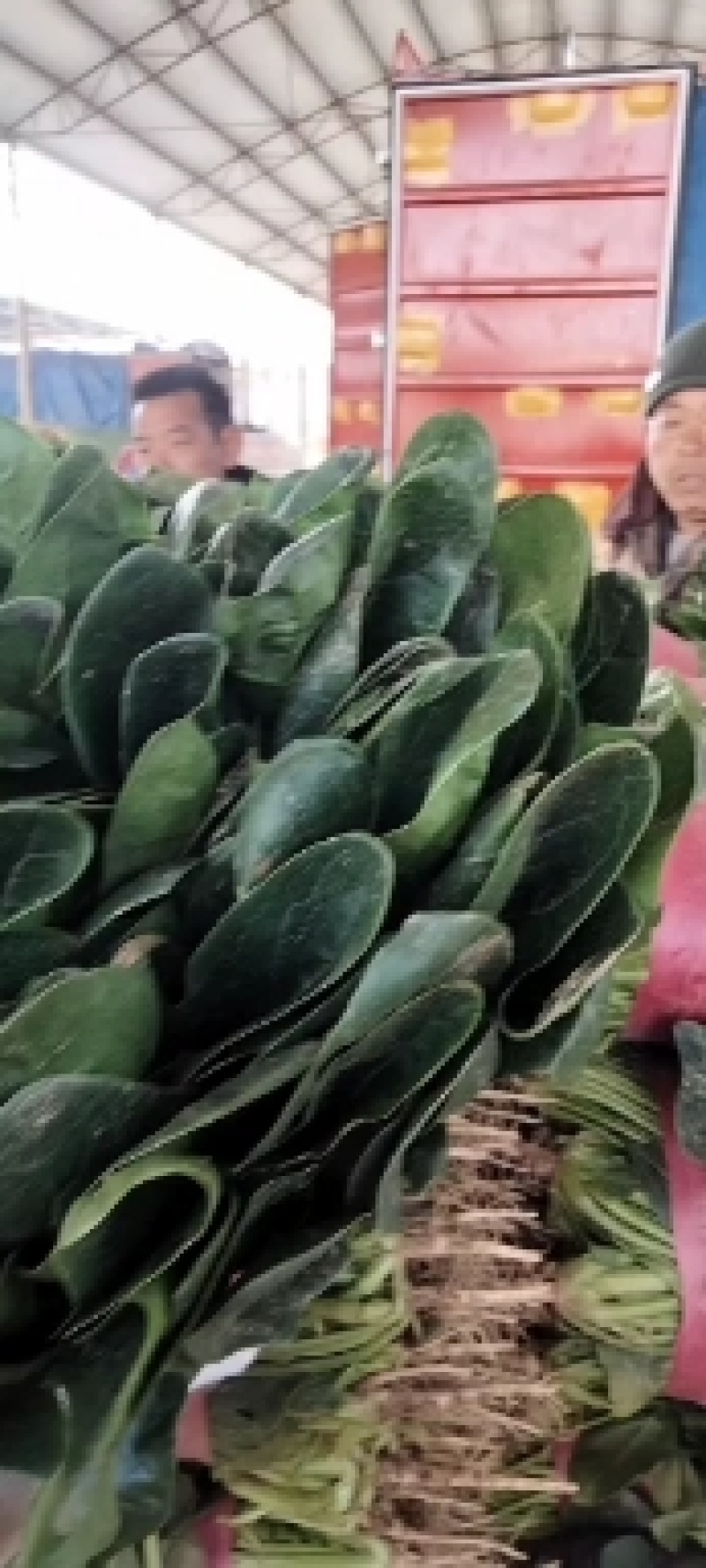 精品大叶菠菜