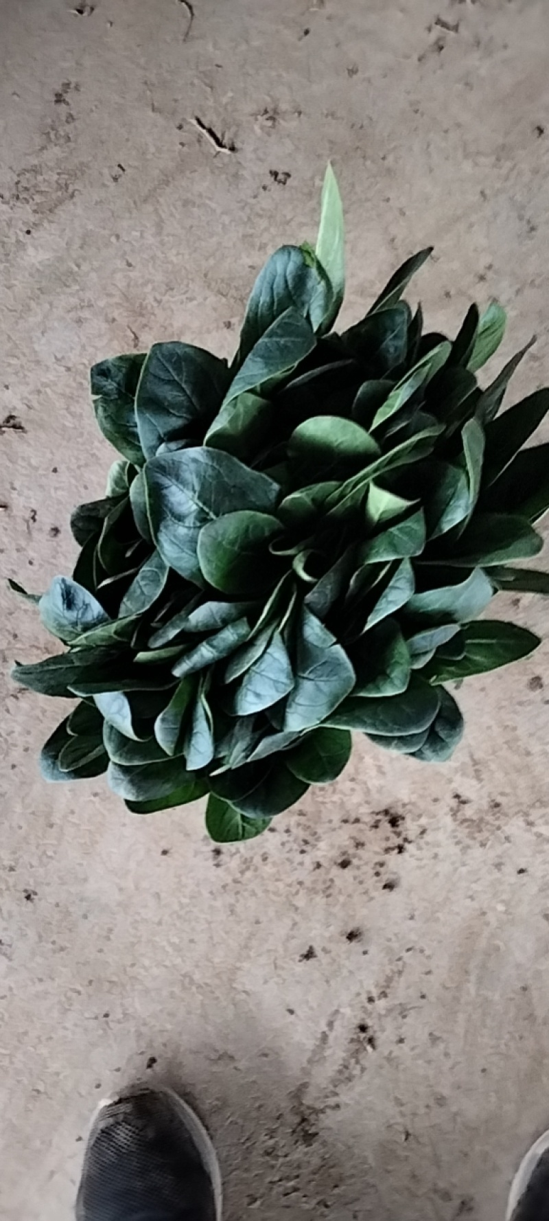 精品大叶菠菜