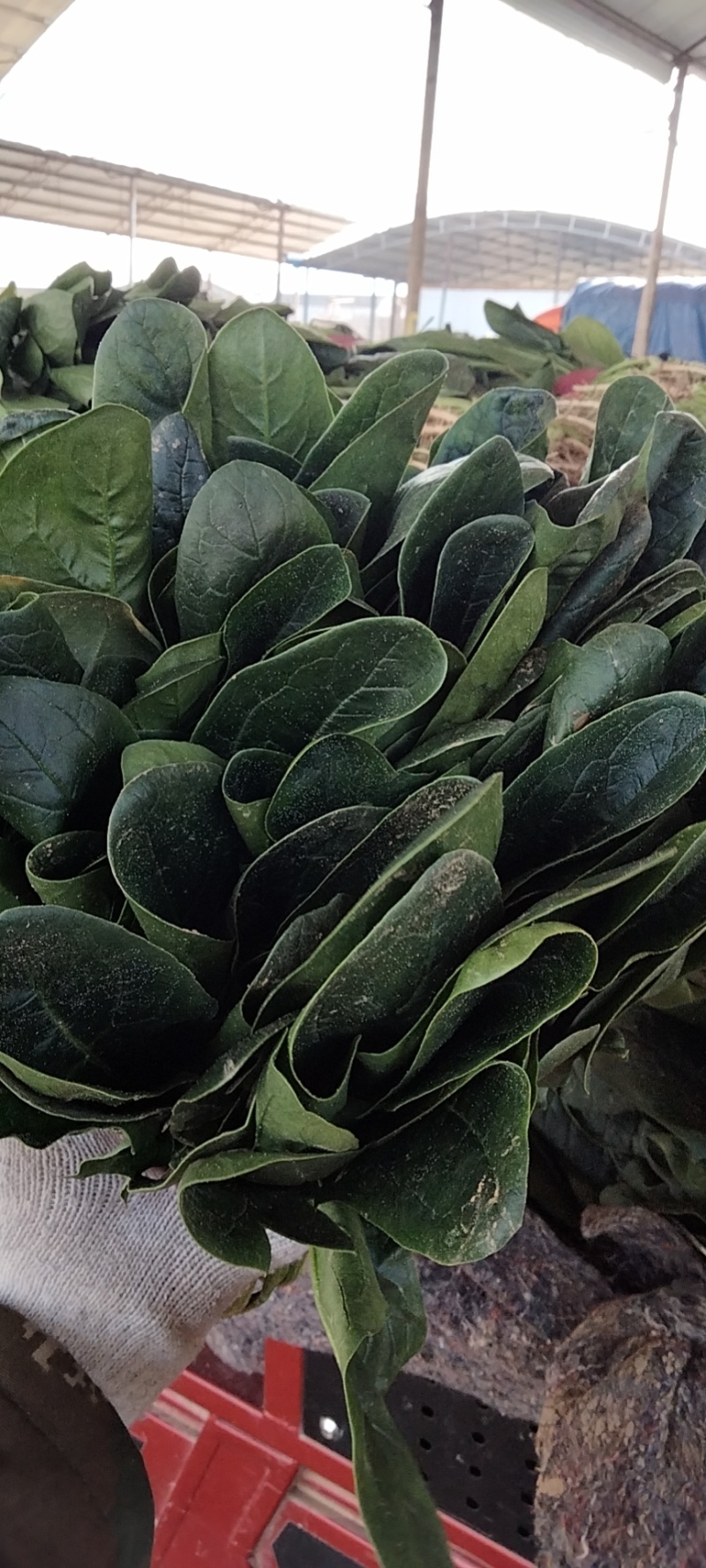 精品大叶菠菜