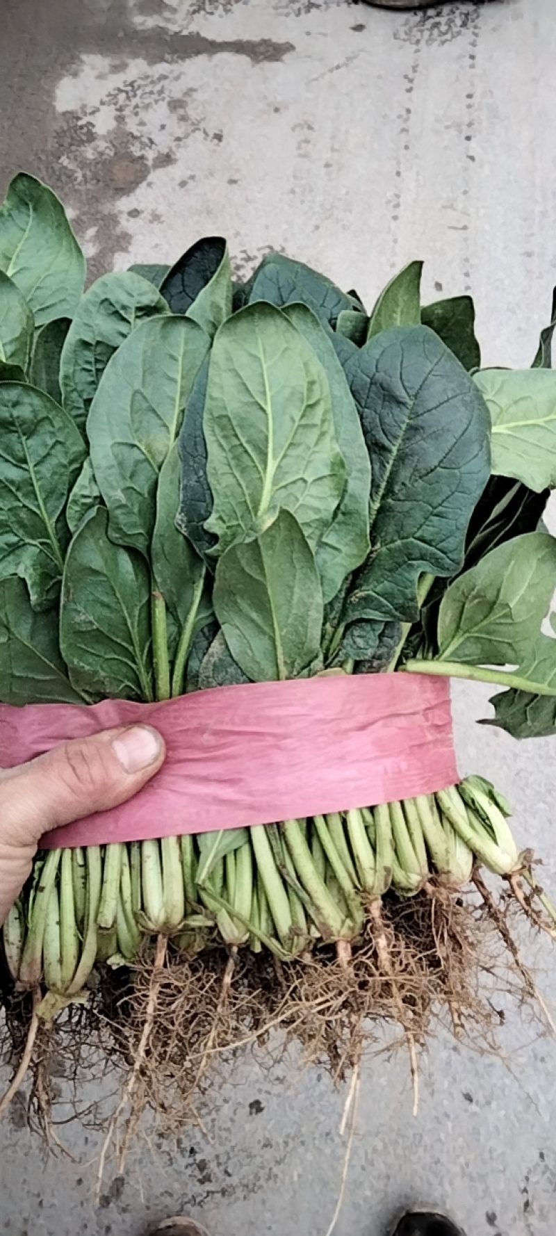 精品大叶菠菜