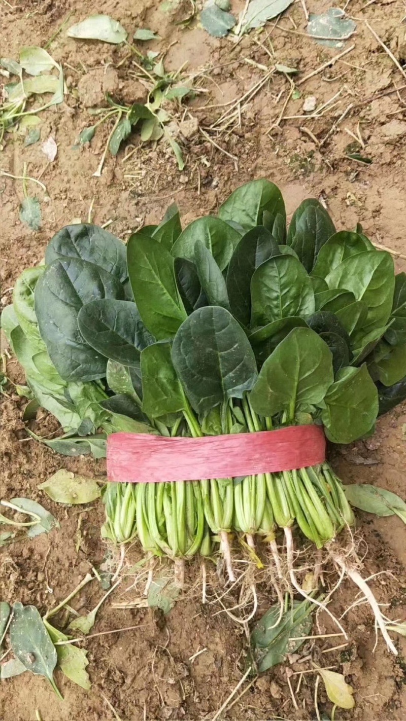 精品大叶菠菜