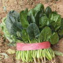 精品大叶菠菜