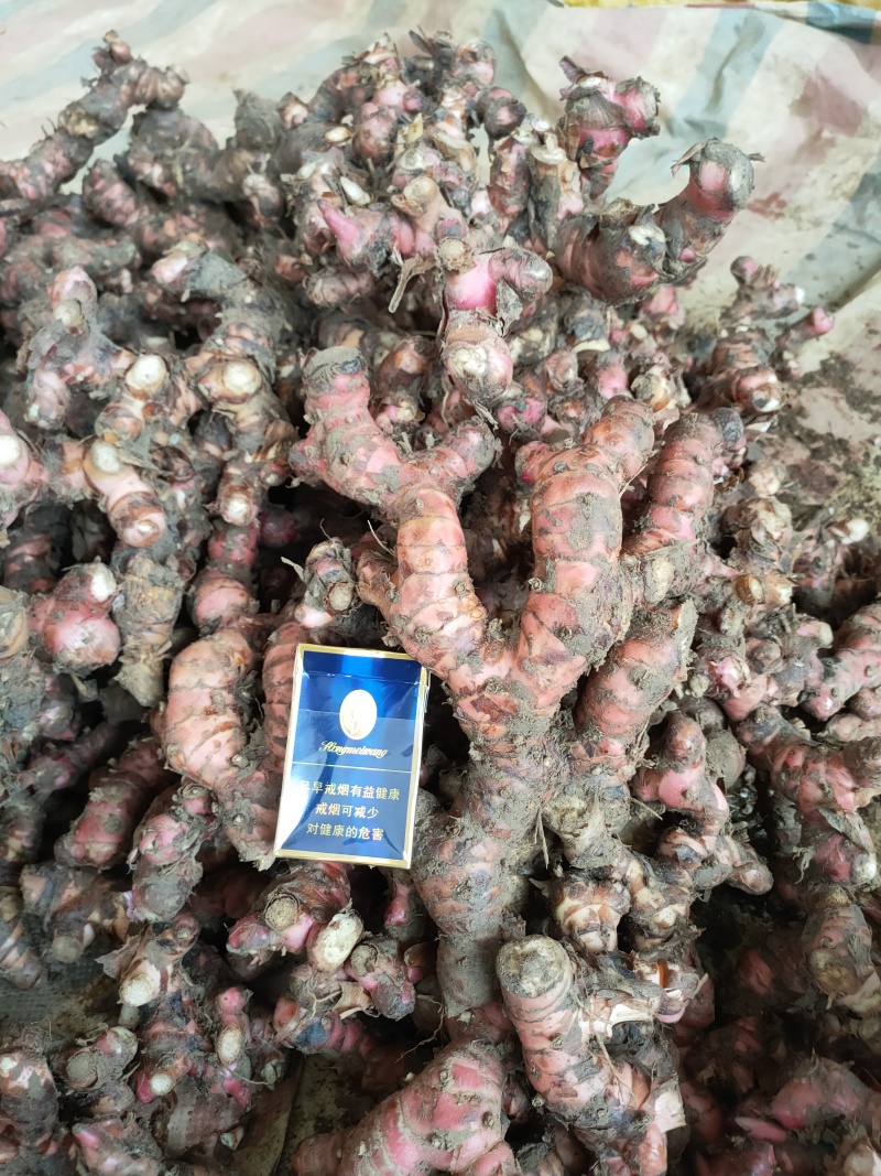 广东红皮南姜，山姜，大量接单，想要的老板请联系