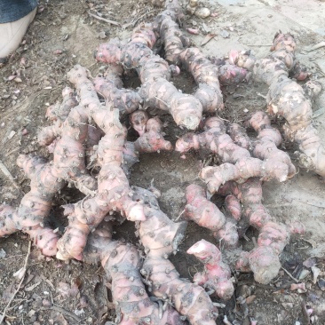 广东红皮南姜，山姜，大量接单，想要的老板请联系