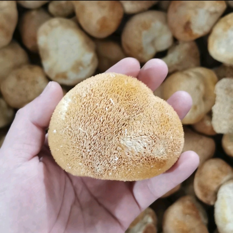 产地直供福建猴头菇干货一手货源剪脚无熏硫多种规格电商代发