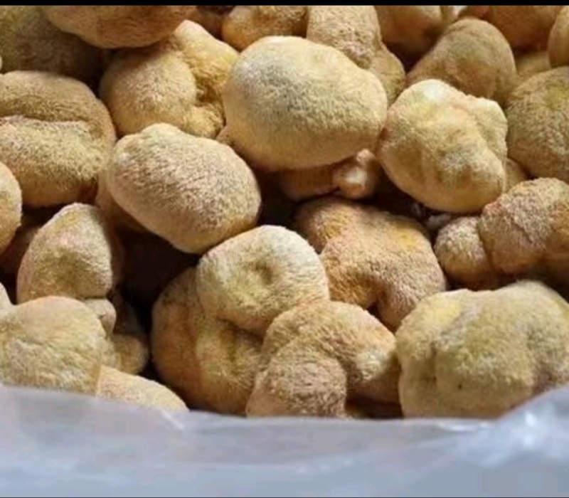 产地直供福建猴头菇干货一手货源剪脚无熏硫多种规格电商代发