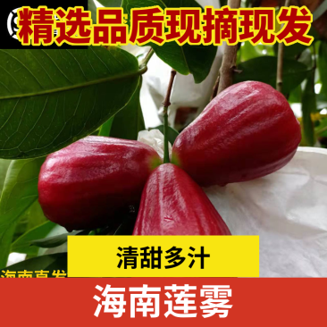 海南黑金刚莲雾全国批发139075和一件代发70580