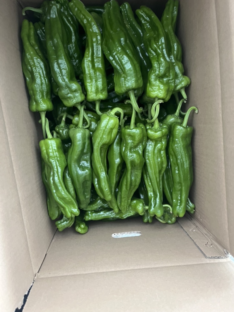 宁都芜湖椒，大棚薄皮苏椒五号，芜湖椒，301青椒
