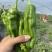 宁都芜湖椒，大棚薄皮苏椒五号，芜湖椒，301青椒