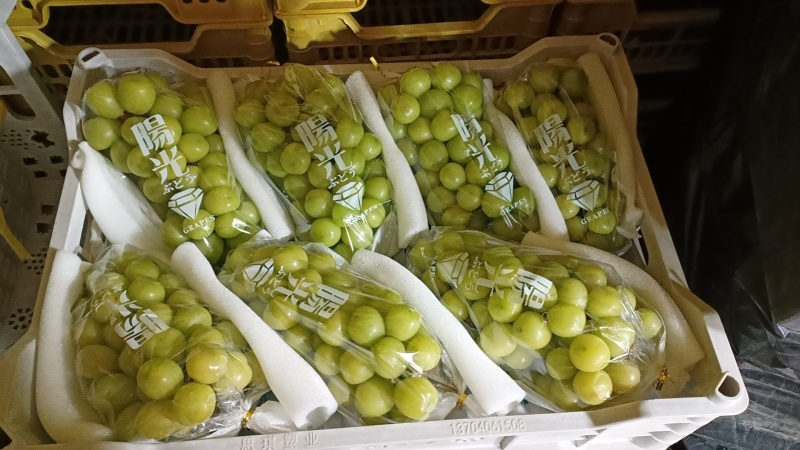 【牛商实力推荐】阳光玫瑰，精品阳光玫瑰葡萄，颗粒大