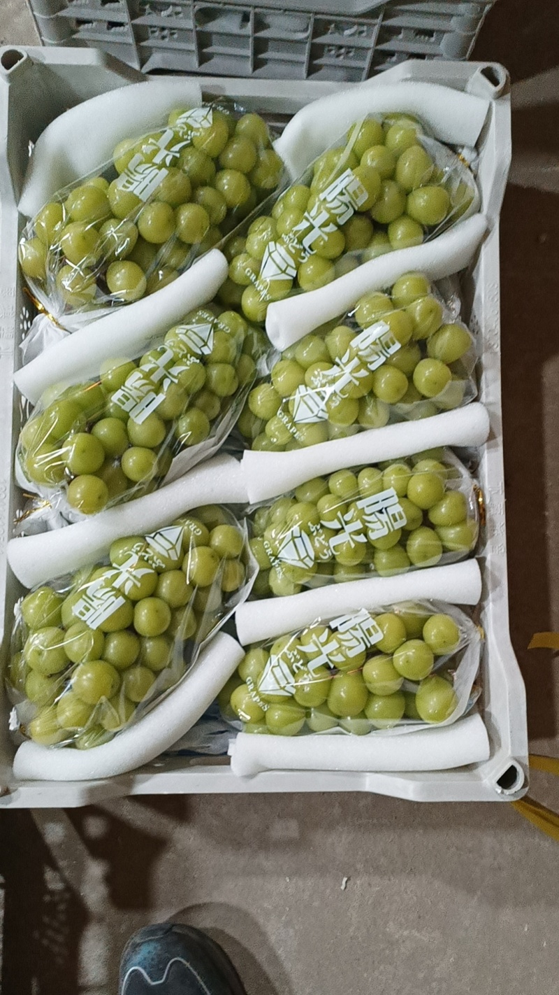 【牛商实力推荐】阳光玫瑰，精品阳光玫瑰葡萄，颗粒大