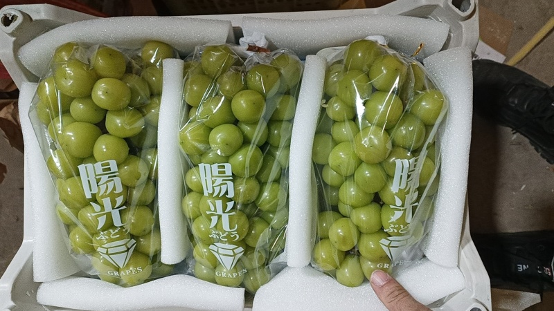 【牛商实力推荐】阳光玫瑰，精品阳光玫瑰葡萄，颗粒大