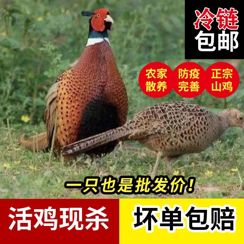 养殖场直发七彩山鸡。精品白条常年有货，质量保证。