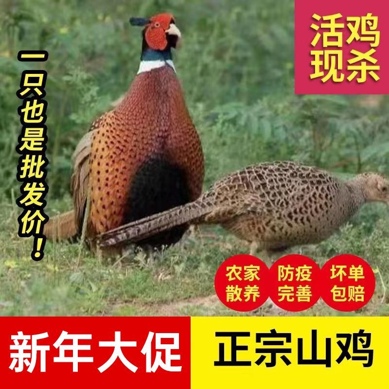 养殖场直发七彩山鸡。精品白条常年有货，质量保证。