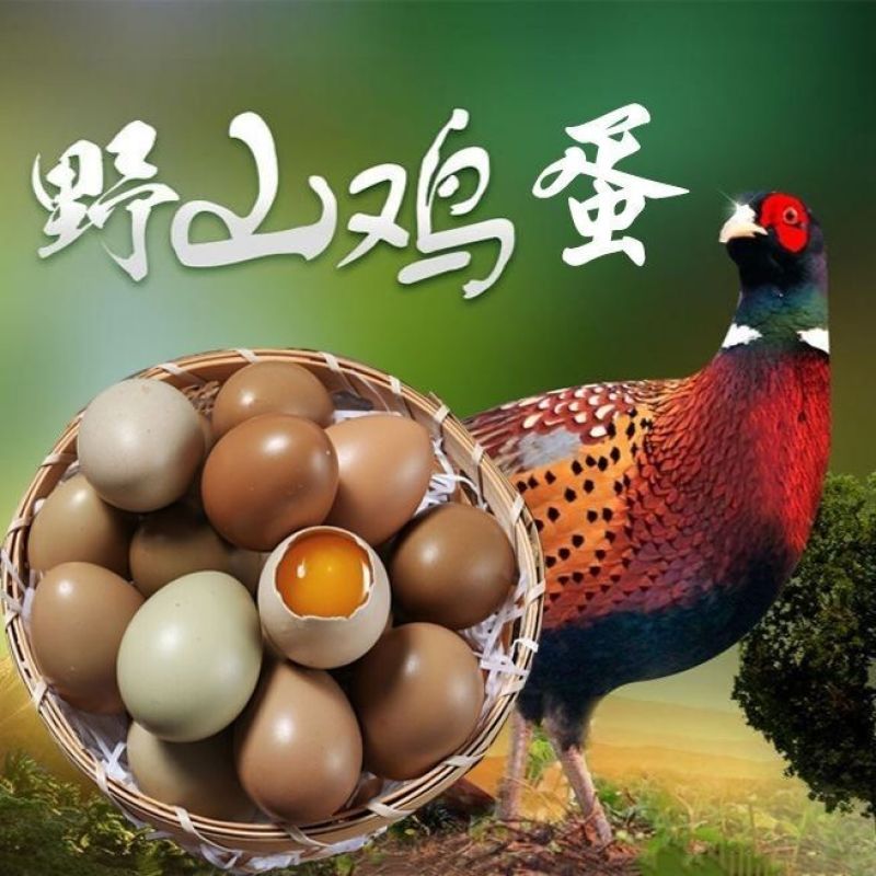 养殖户直发七彩山鸡蛋。常年有货，大量批发。
