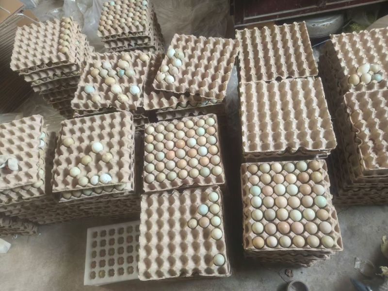 养殖户直发七彩山鸡蛋。常年有货，大量批发。
