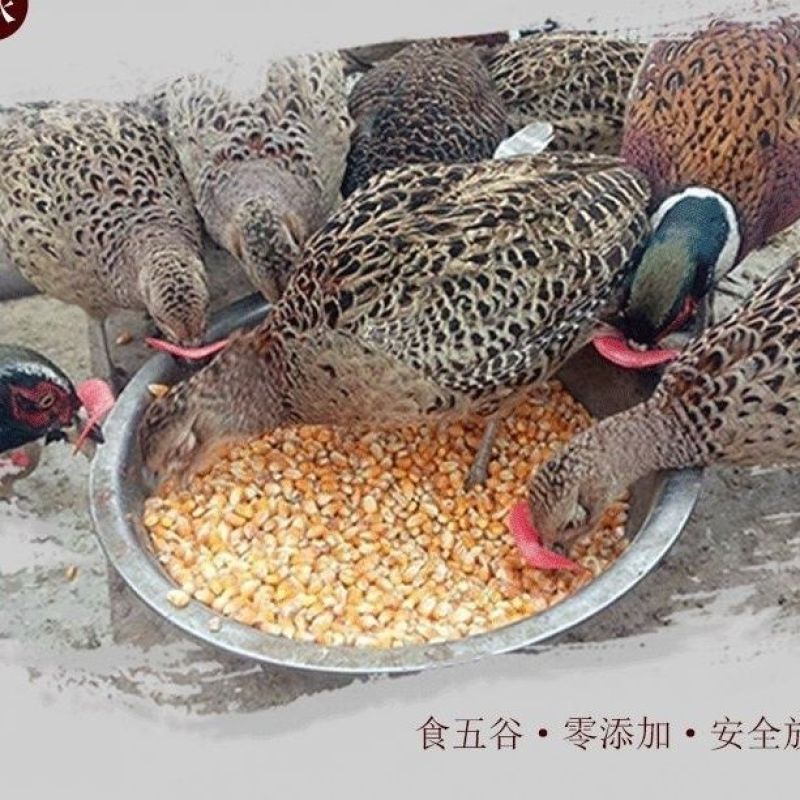 养殖户直发七彩山鸡蛋。常年有货，大量批发。