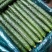 【推荐】山东沂南精品黄瓜产地直销直供量大质优欢迎各位