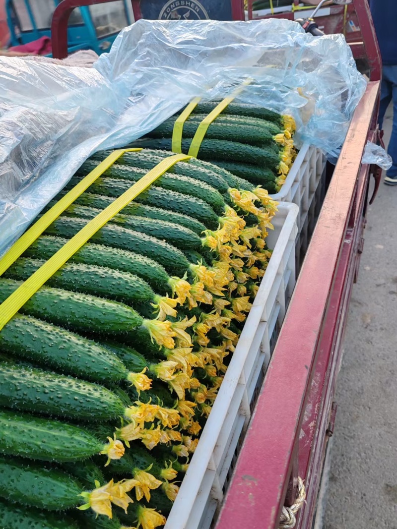 【推荐】山东沂南精品黄瓜产地直销直供量大质优欢迎各位