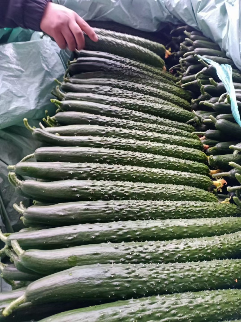 【推荐】山东沂南精品黄瓜产地直销直供量大质优欢迎各位