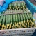 【推荐】山东沂南精品黄瓜产地直销直供量大质优欢迎各位