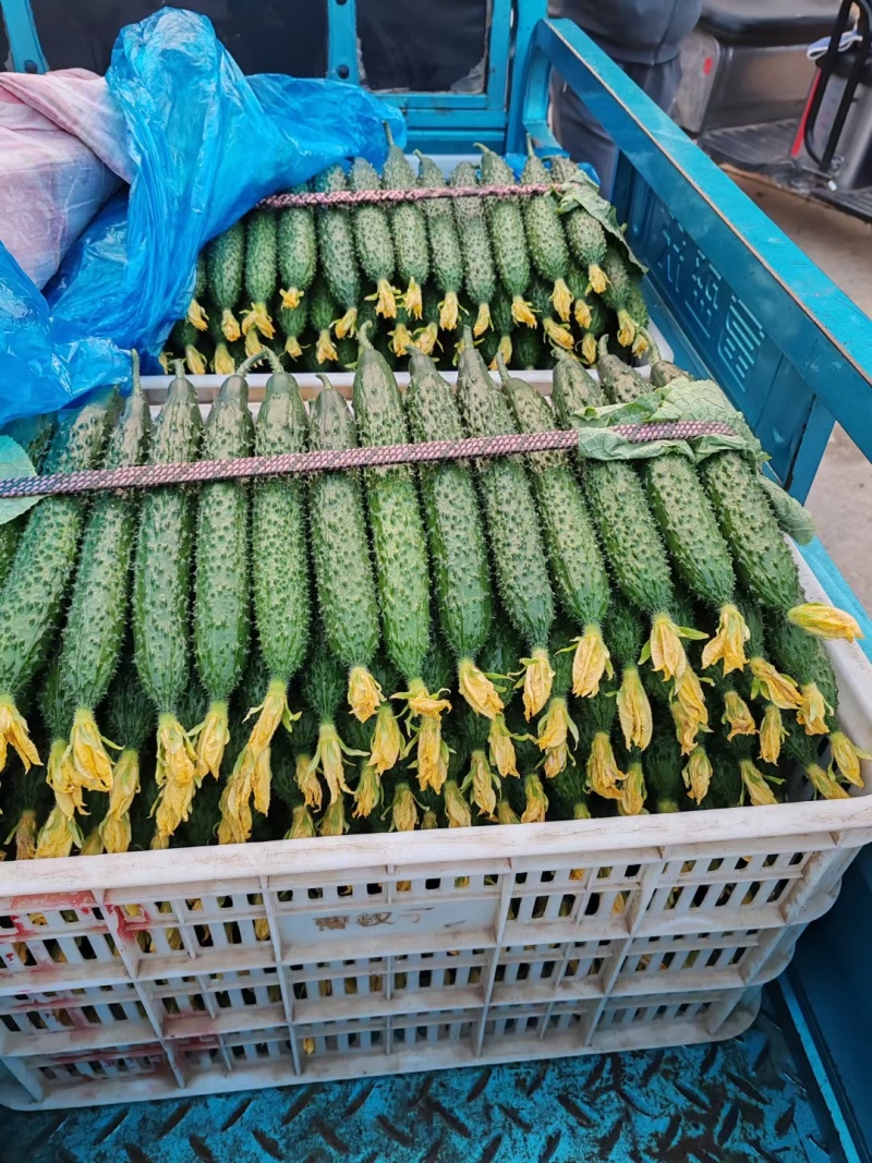 【推荐】山东沂南精品黄瓜产地直销直供量大质优欢迎各位