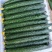 【推荐】山东沂南精品黄瓜产地直销直供量大质优欢迎各位