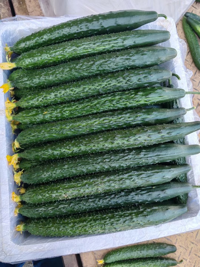 【推荐】山东沂南精品黄瓜产地直销直供量大质优欢迎各位