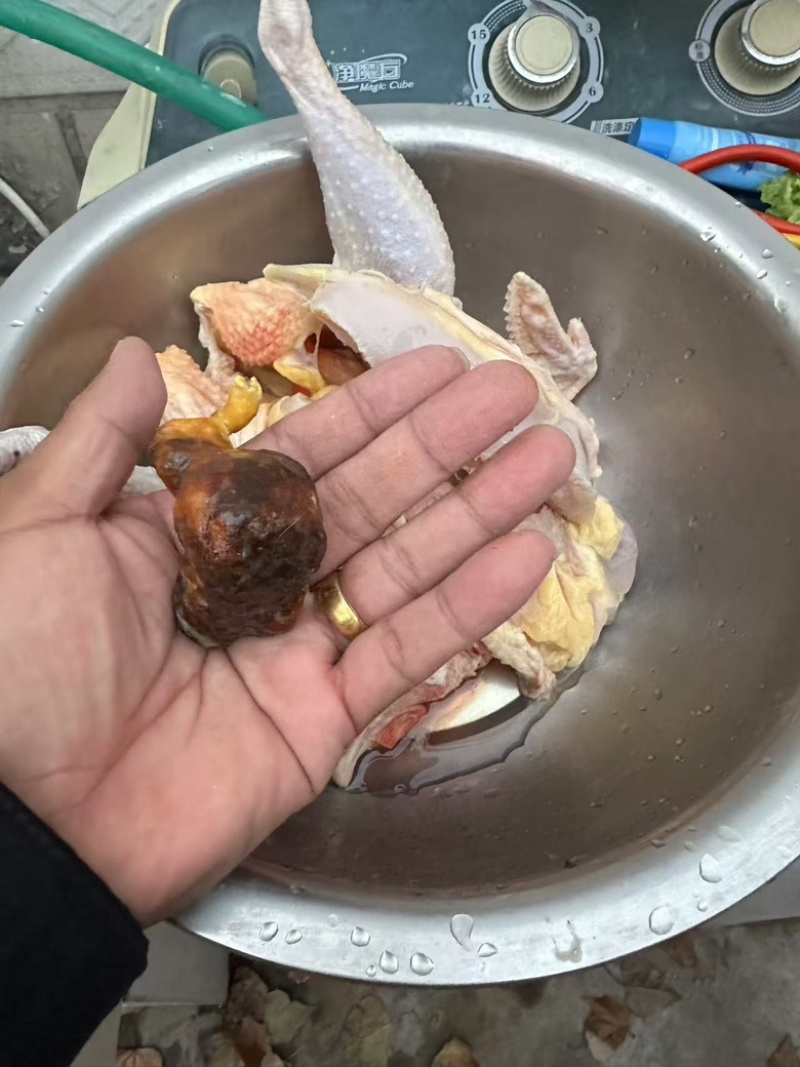 河南安阳有鸡宝想卖