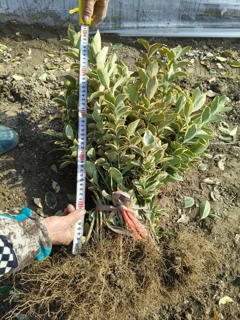 金边黄杨色块高度40一50cm，基地有量，欢迎来一亩田订