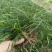 细叶麦冬草，草密、碧绿，论平方割，基地有量，欢迎订购。