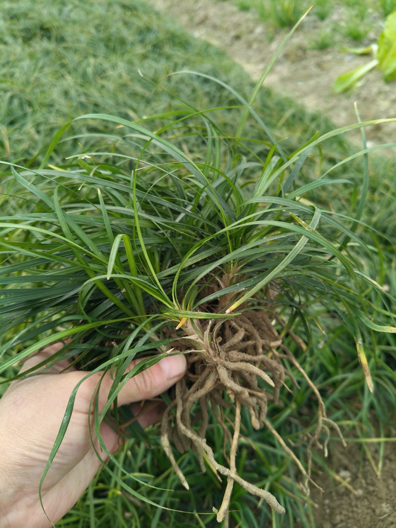 细叶麦冬草，草密、碧绿，论平方割，基地有量，欢迎订购。