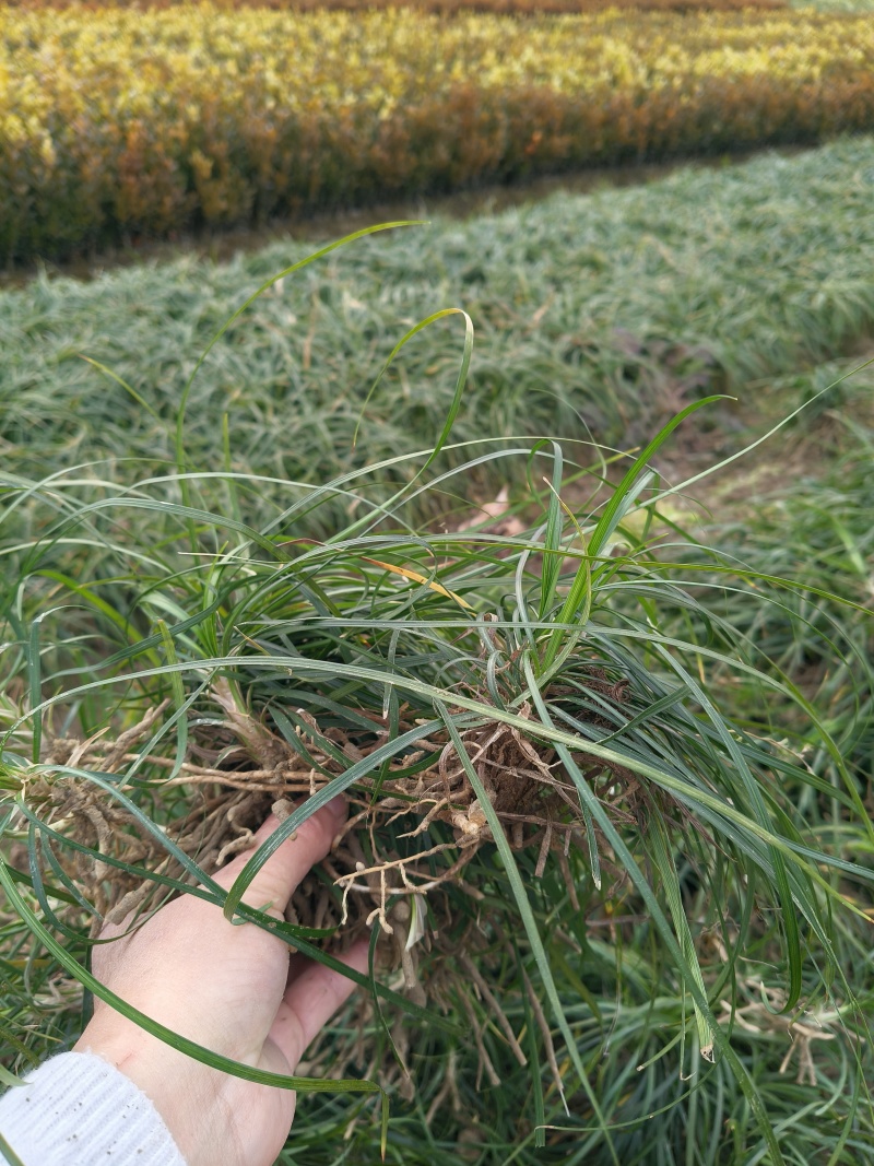 细叶麦冬草，草密、碧绿，论平方割，基地有量，欢迎订购。