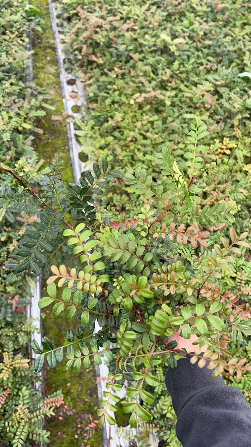 精品清香木