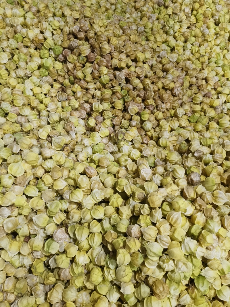 西双版纳灯笼果菇娘果基地直供质量保证量大优惠全国发货
