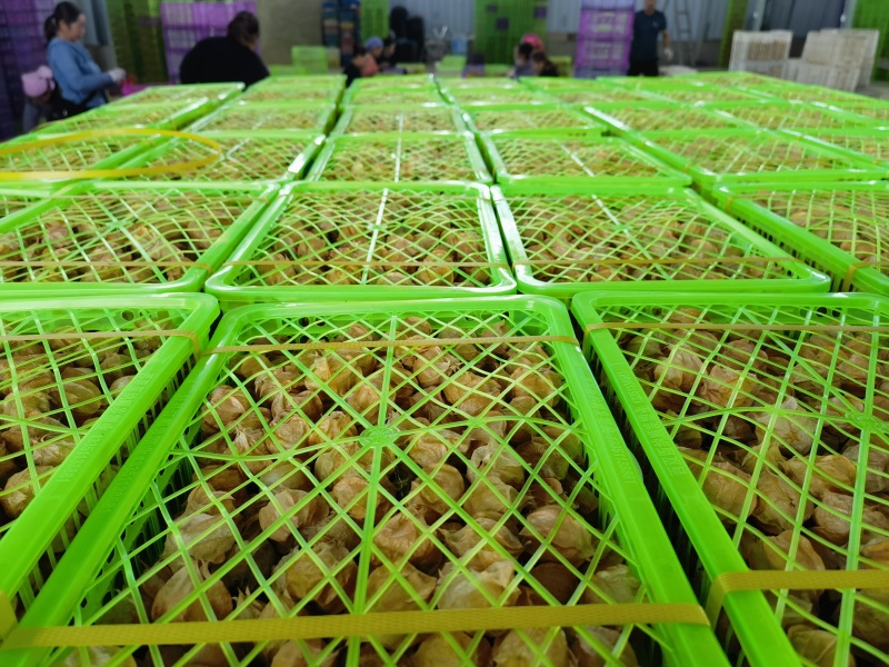 西双版纳灯笼果菇娘果基地直供质量保证量大优惠全国发货