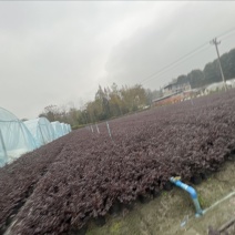 红继木大杯，