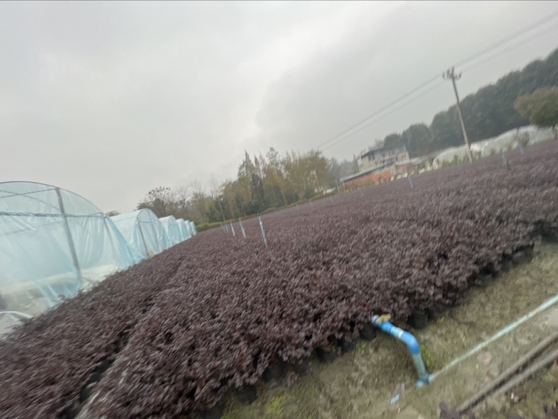 红继木大杯，