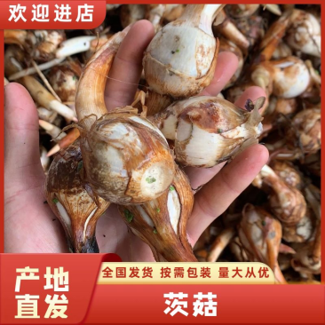 云南茨菇白慈菇主打便宜质量哈全国发货欢迎咨询来电