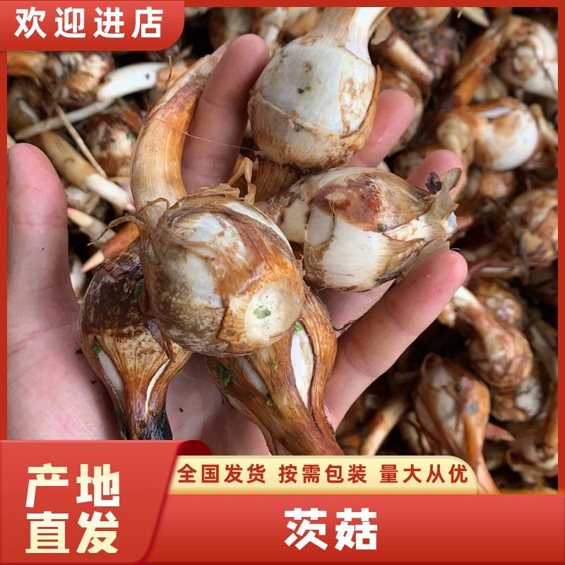云南茨菇蓝白慈菇大量上市全国发货欢迎咨询来电